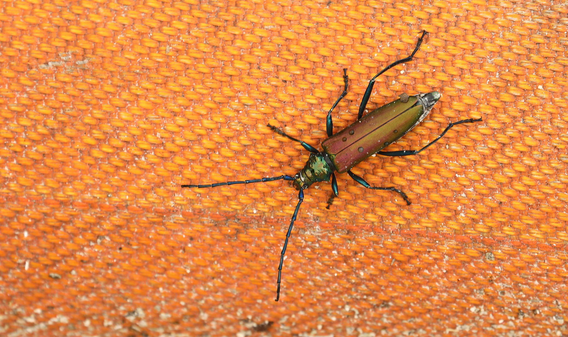 Käfer auf dem Wasserschlauch 