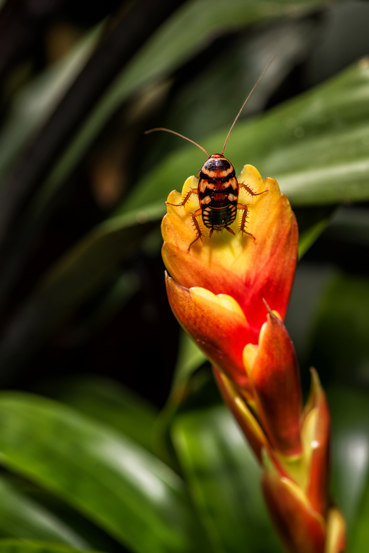 Käfer auf der Blüte