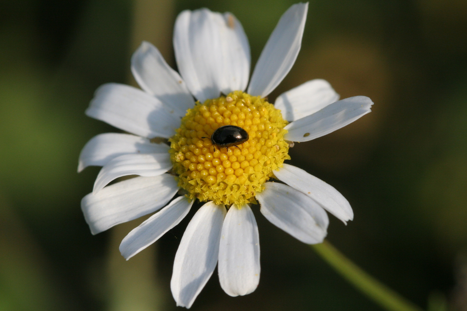 Käfer auf der Blume