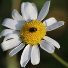 Käfer auf der Blume