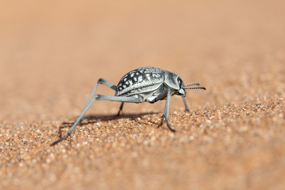 Käfer auf der Flucht