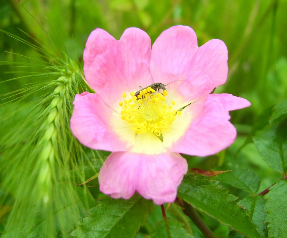 Käfer auf der Rosenwildblüte