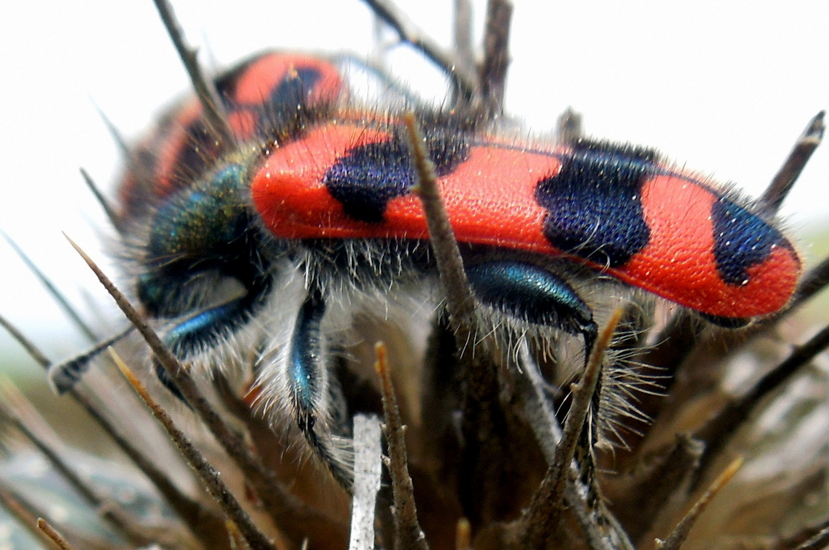 Käfer auf Distel