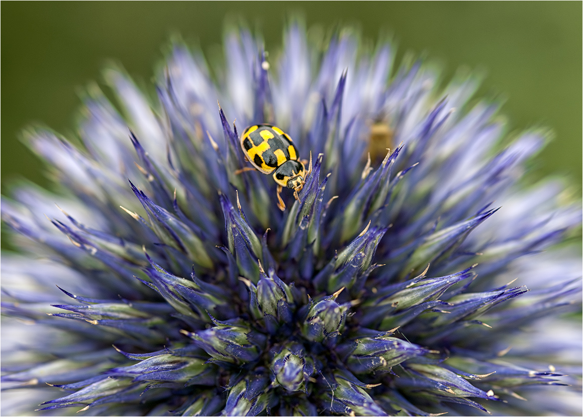 Käfer auf Distel