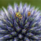 Käfer auf Distel