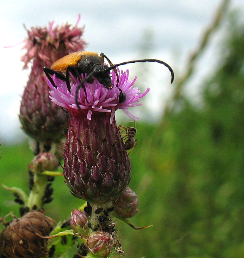 Käfer auf Distelblüte