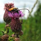 Käfer auf Distelblüte