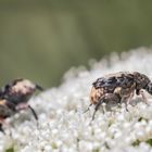 Käfer auf Dolde I