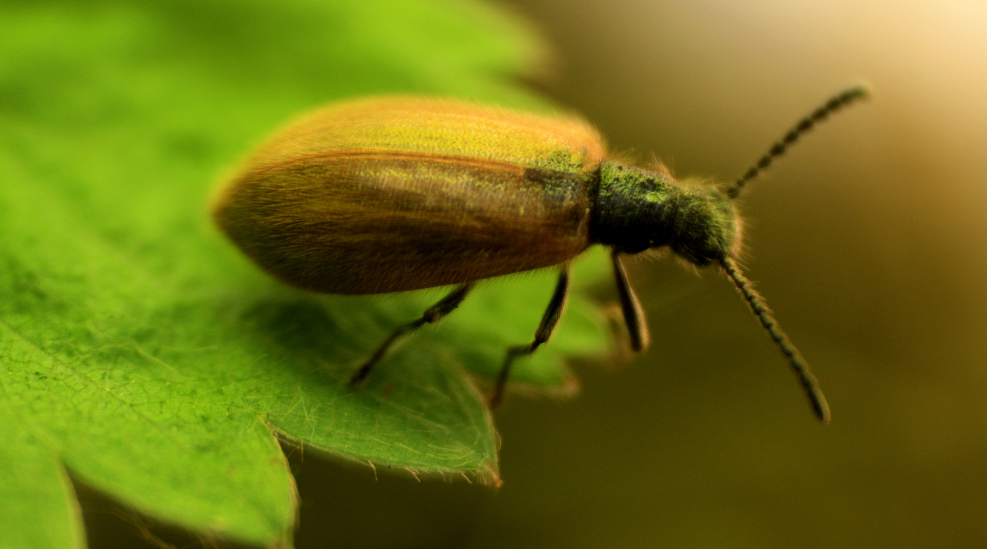 Käfer auf einem Blatt