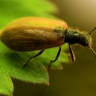 Käfer auf einem Blatt