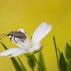 KÄFER AUF EINER BLÜTE