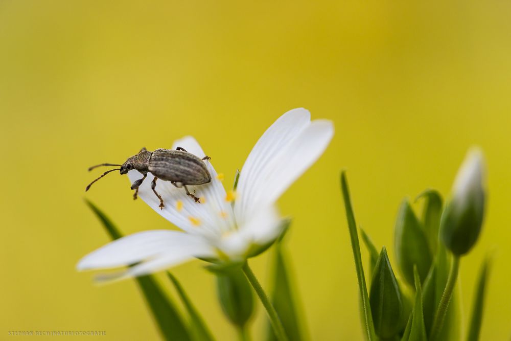 KÄFER AUF EINER BLÜTE