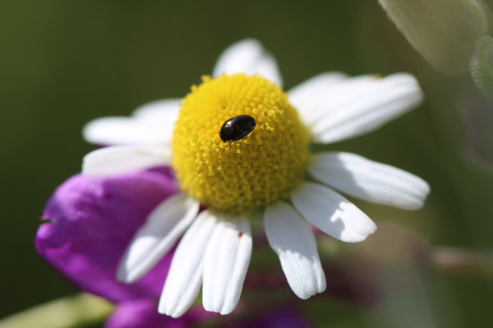 Käfer auf einer Blüte