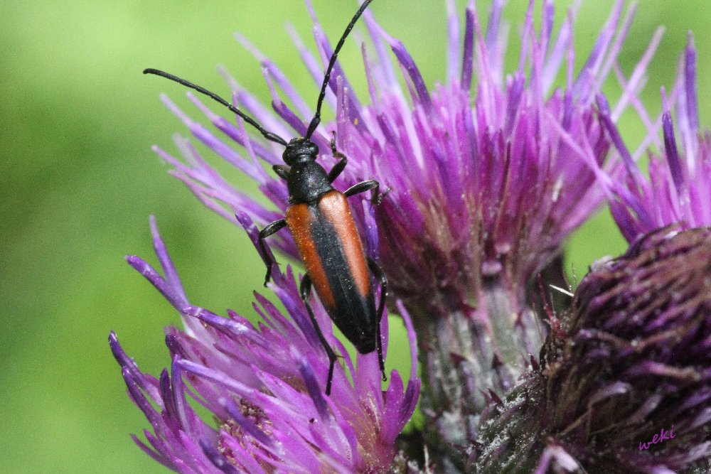 Käfer auf einer Distelblüte