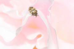 Käfer auf einer Rosenblüte