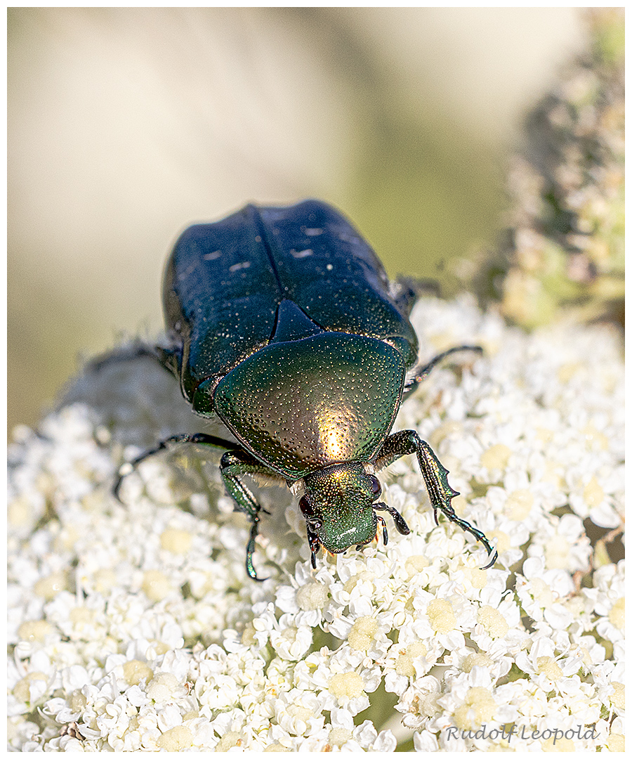 Käfer auf Entdeckungsgang