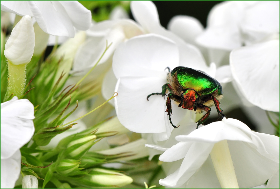 KÄFER AUF FLOX