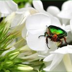 KÄFER AUF FLOX