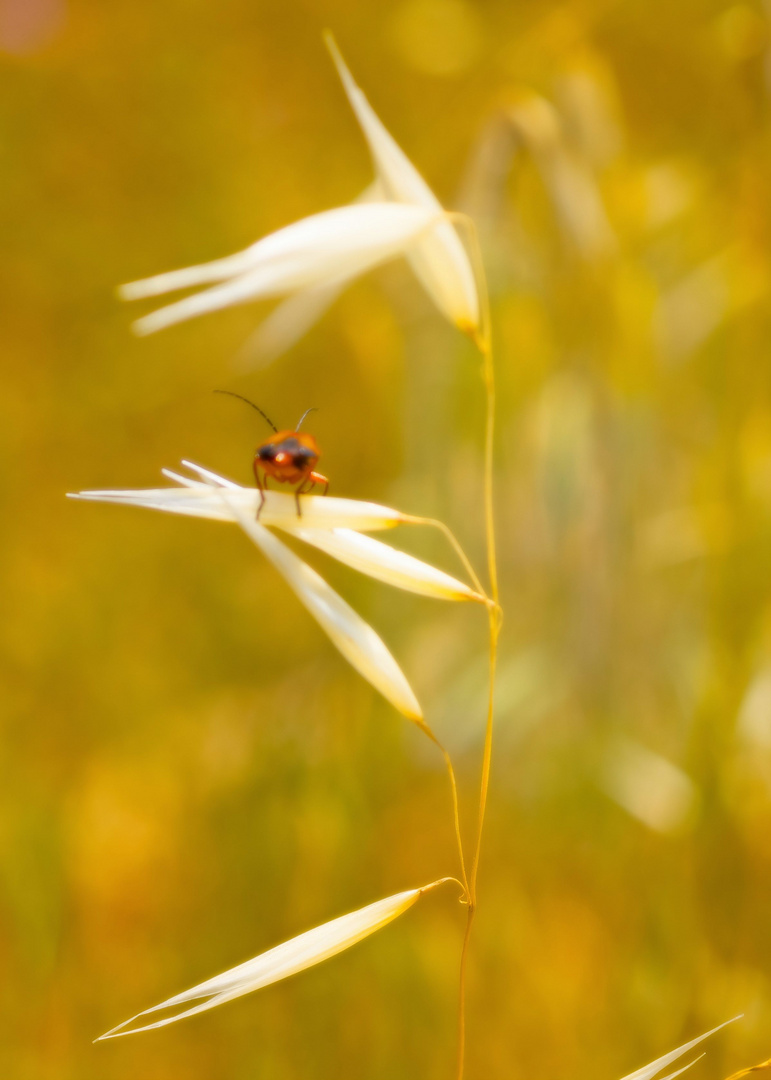 Käfer auf Flughafer-Schaukel