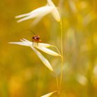 Käfer auf Flughafer-Schaukel