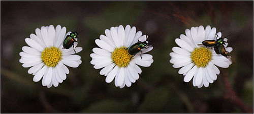 Käfer auf Gänseblümchen.