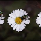 Käfer auf Gänseblümchen.