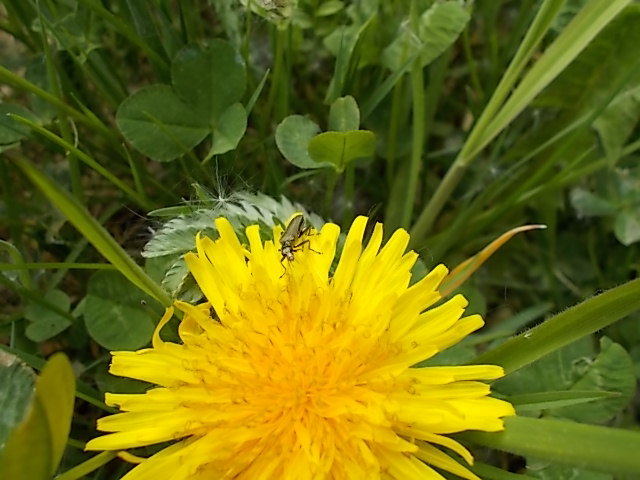 Käfer auf gelber Blüte