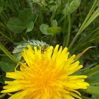 Käfer auf gelber Blüte