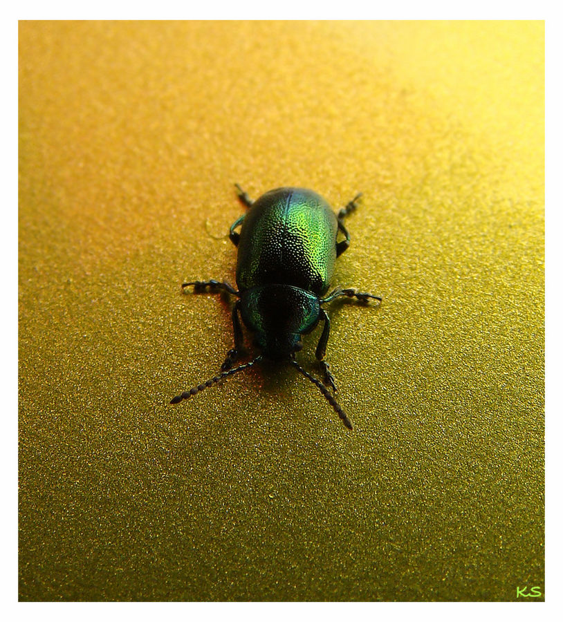 Käfer auf goldenen Boden