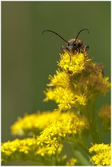 Käfer auf Goldrute