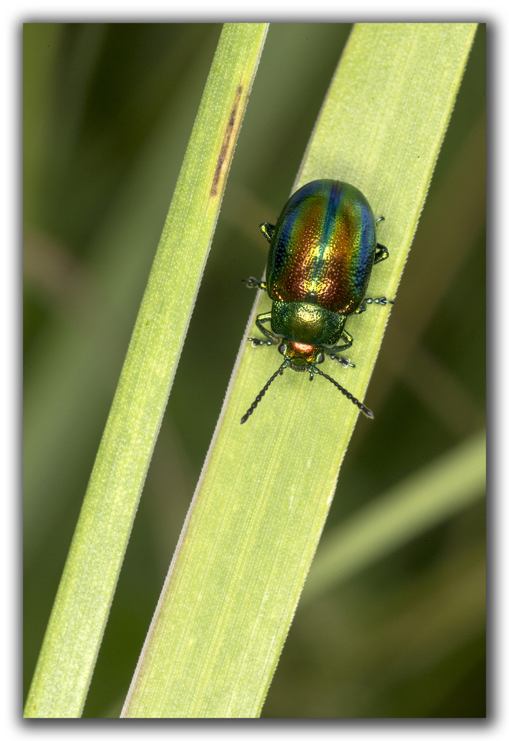 Käfer auf Grashalm