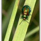 Käfer auf Grashalm