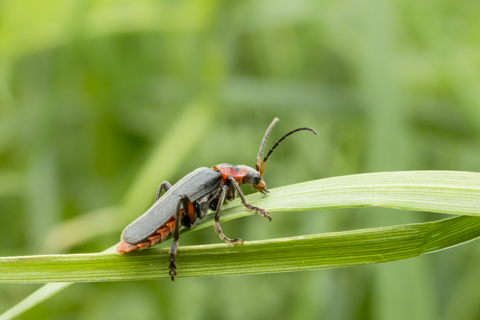 Käfer auf Grashalm