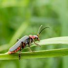 Käfer auf Grashalm