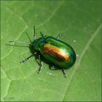 käfer auf grün