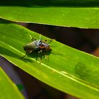 Käfer auf grünem Blatt