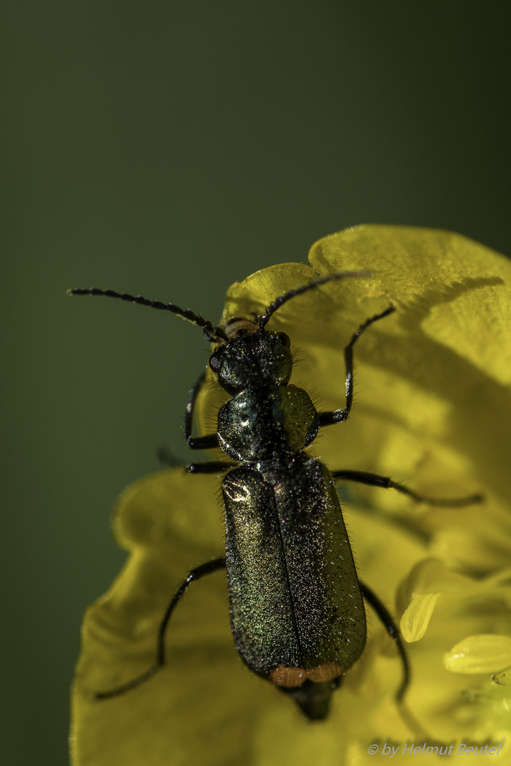 Käfer auf Hahnenfuß