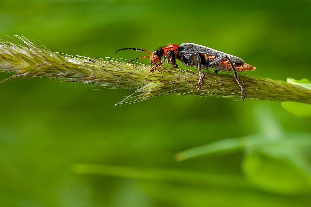 Käfer auf Halm