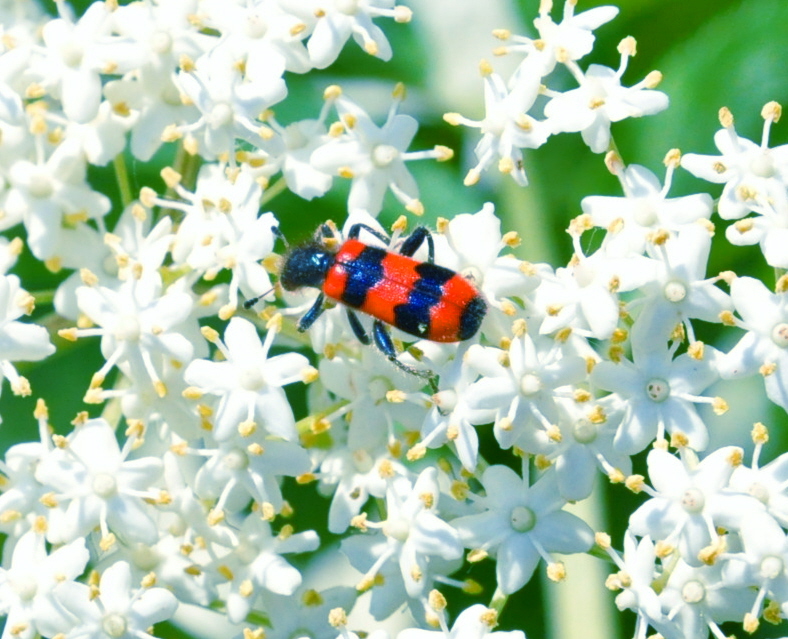 käfer auf holunderblüte