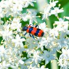 käfer auf holunderblüte