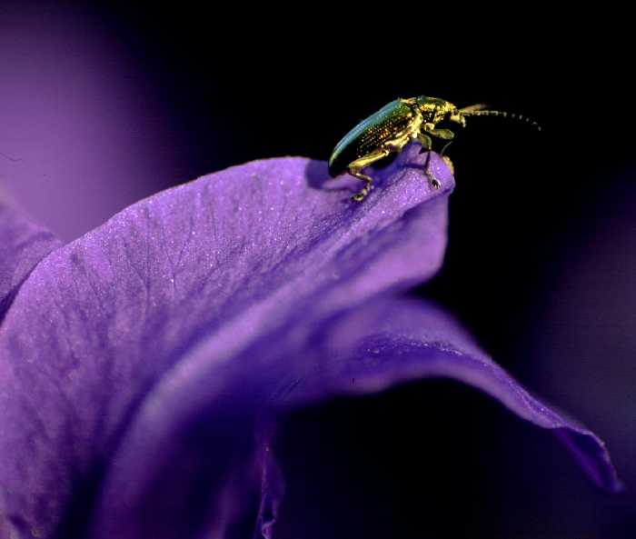 Käfer auf Iris im Abendlicht