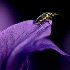 Käfer auf Iris im Abendlicht