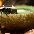 Käfer auf Kiwi (Zoo Heidelberg)