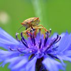 Käfer auf Kornblume