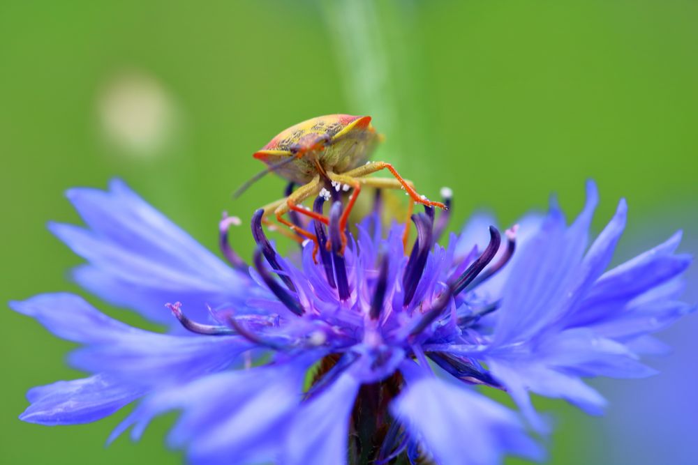 Käfer auf Kornblume