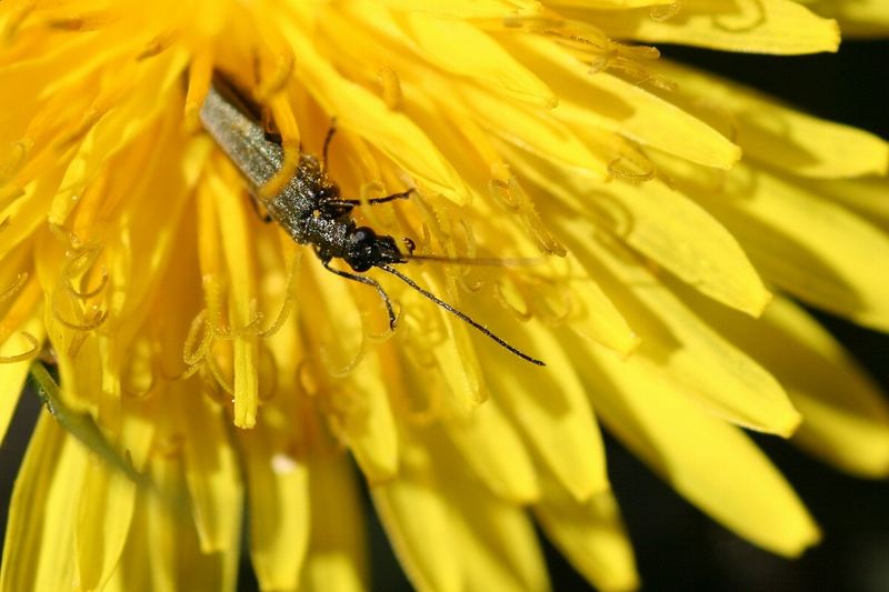 Käfer auf Löwenzahnblüte