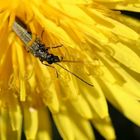 Käfer auf Löwenzahnblüte