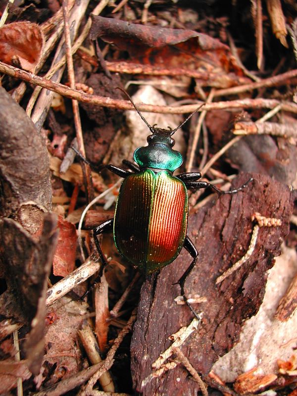 Käfer auf Loszinj (Kroatien)