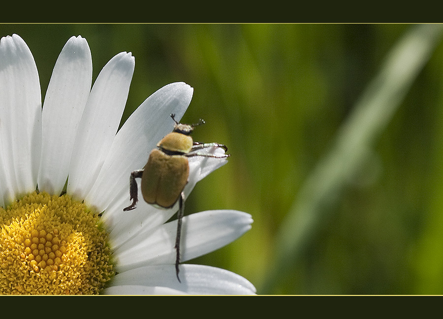 Käfer auf Margerite