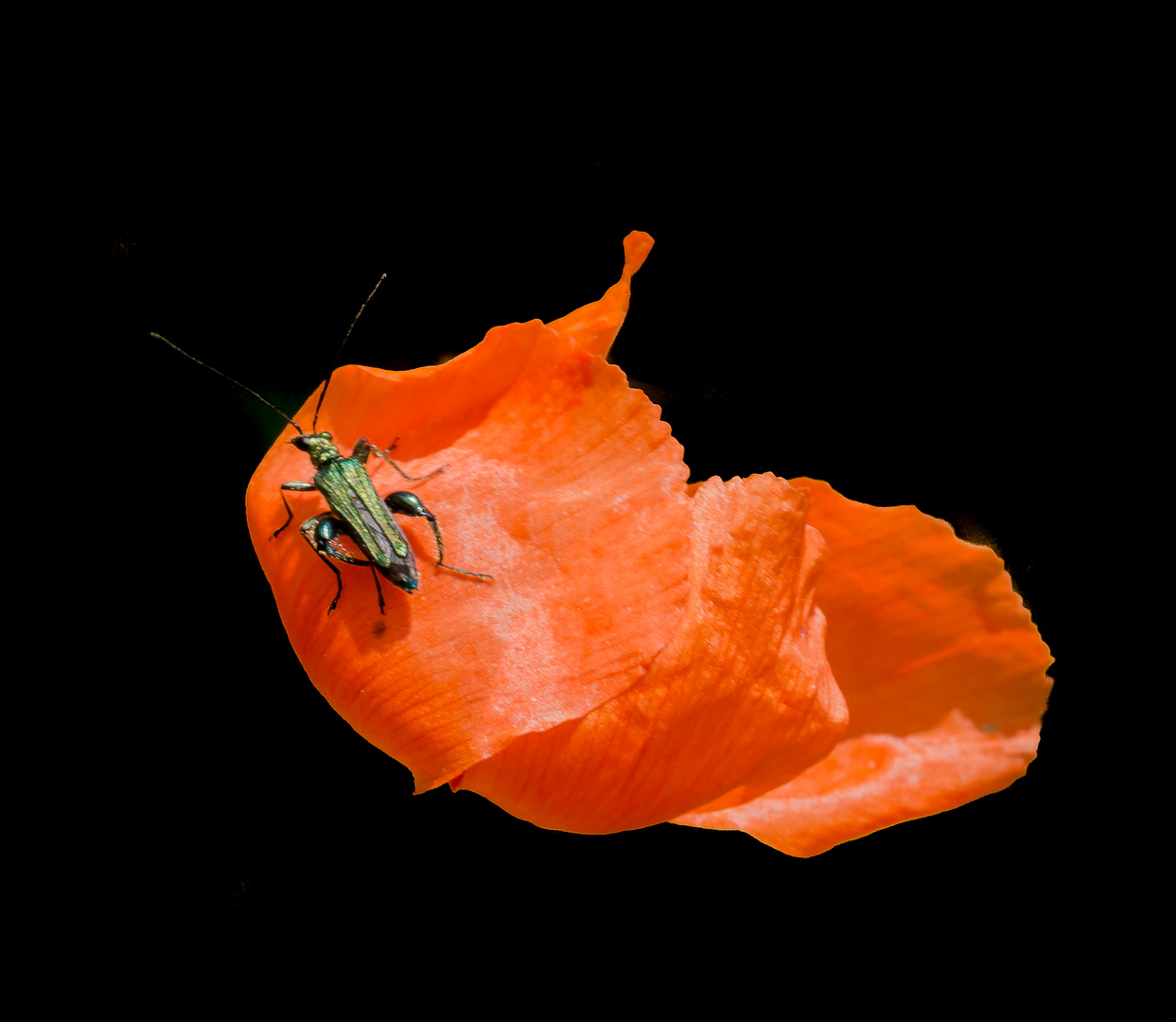 Käfer auf Mohn :-)